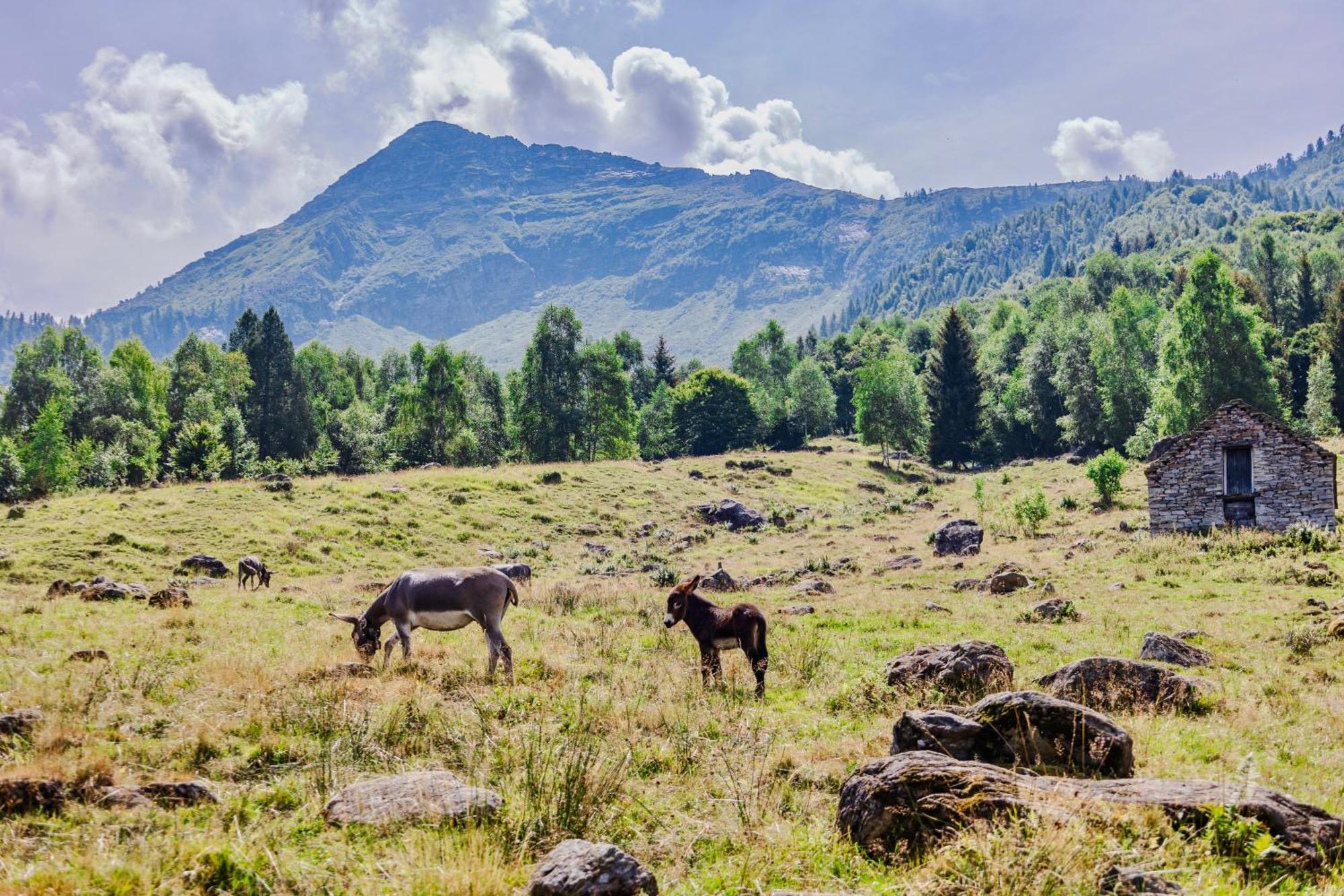 Rifugio Parpinasca Hostel Trontano Kültér fotó